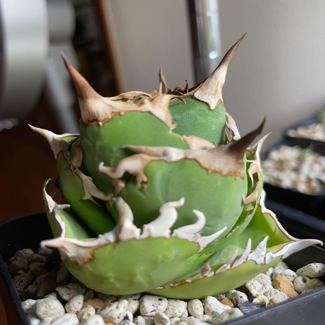 子株付き　親株出品　アガベ　チタノタ　COK CG01 追星　中株