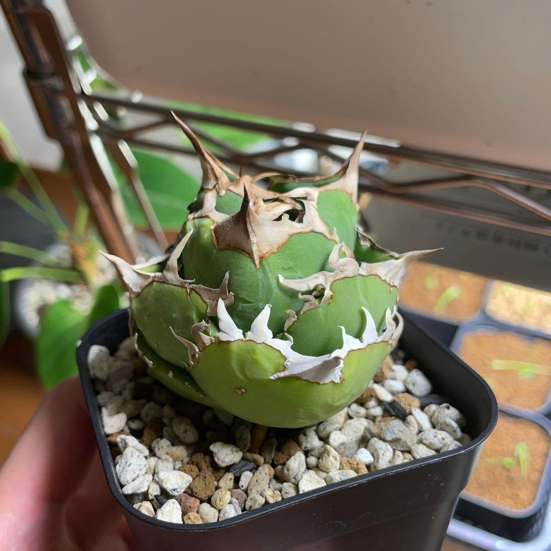 子株付き　親株出品　アガベ　チタノタ　COK CG01 追星　中株