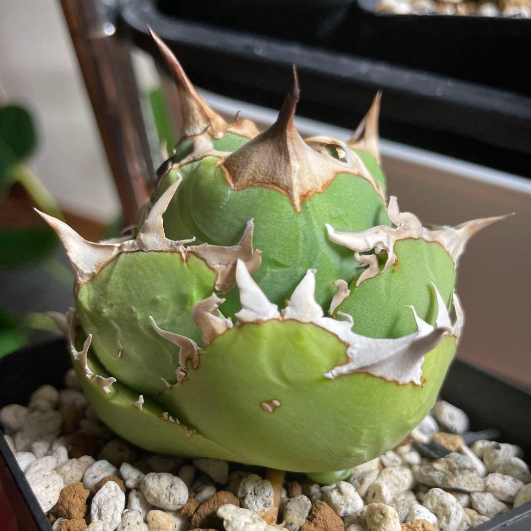 子株付き　親株出品　アガベ　チタノタ　COK CG01 追星　中株