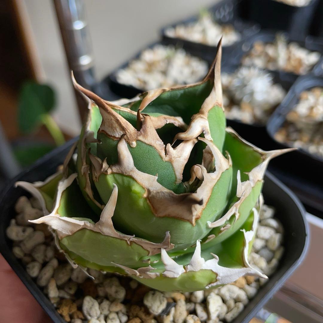 子株付き　親株出品　アガベ　チタノタ　COK CG01 追星　中株