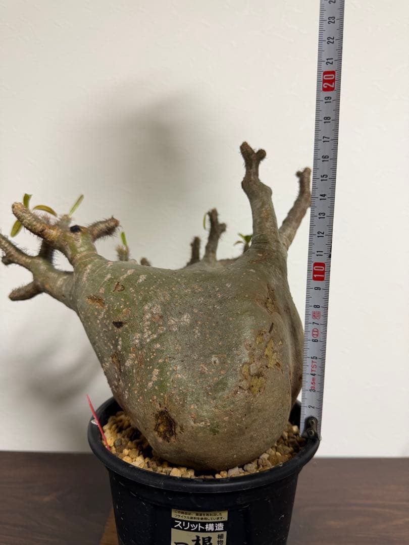 29.パキポディウム グラキリス