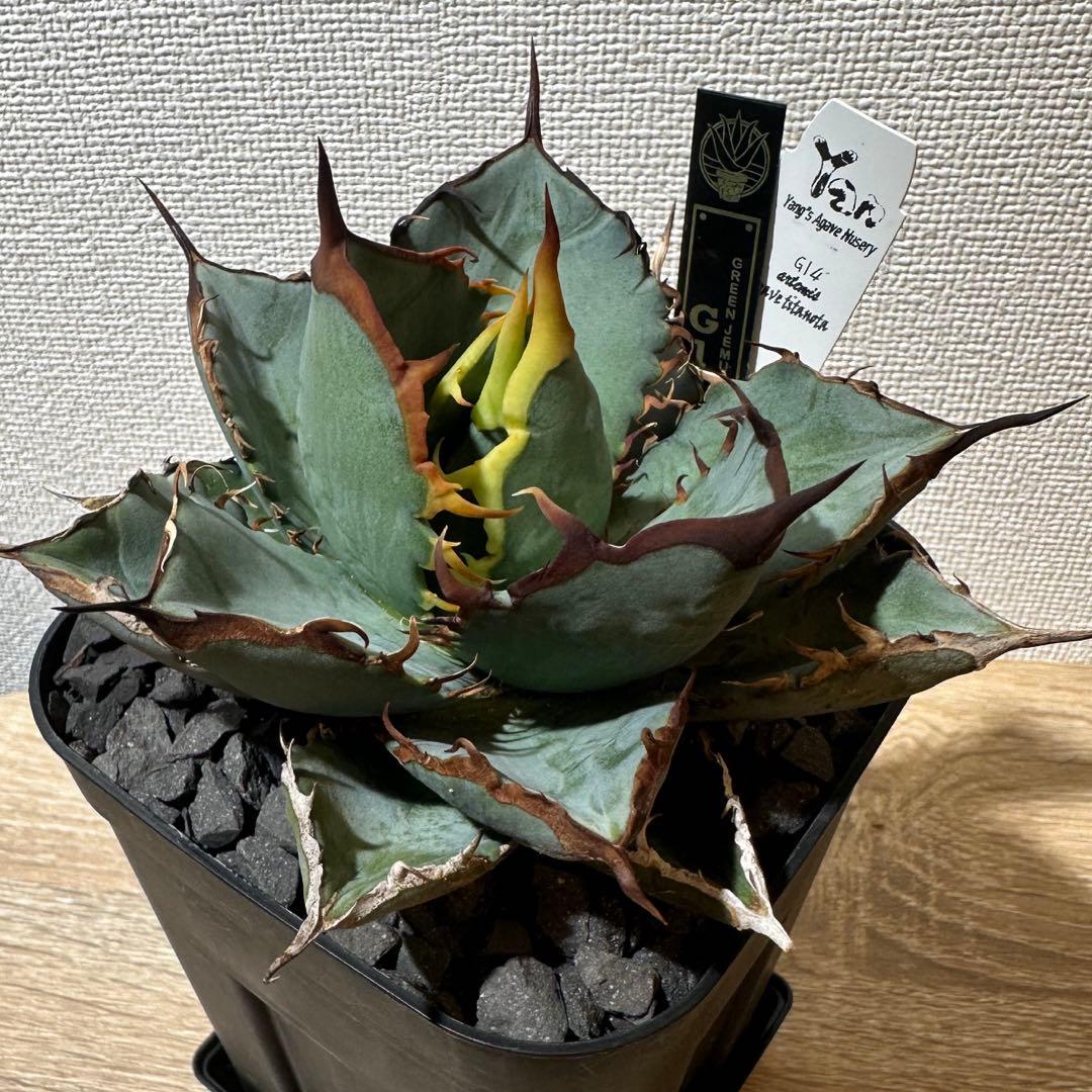 アガベ　g14 アルテミス　ヤンチェン