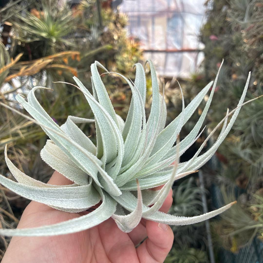 ブロメリア・エアープランツ T.gardneri var. rupicola from Jerry