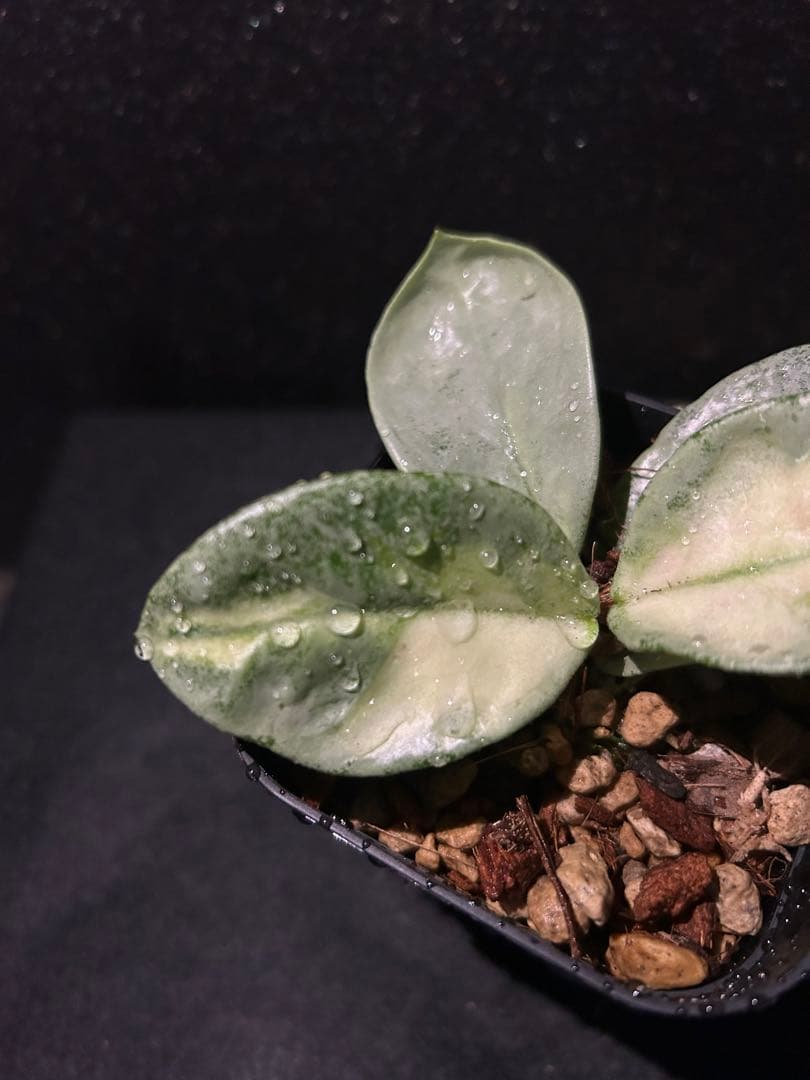 Hoya carnosa ‘Argentea Princess’