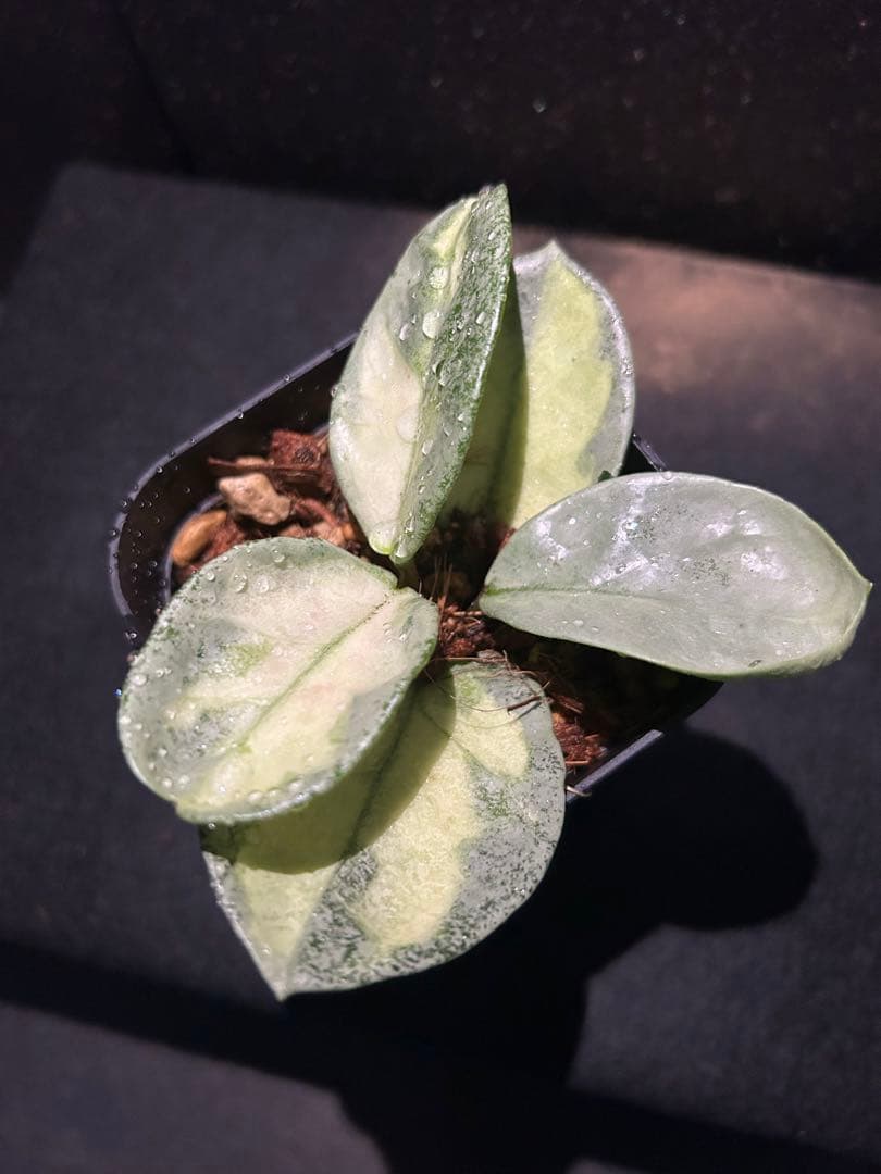 Hoya carnosa ‘Argentea Princess’
