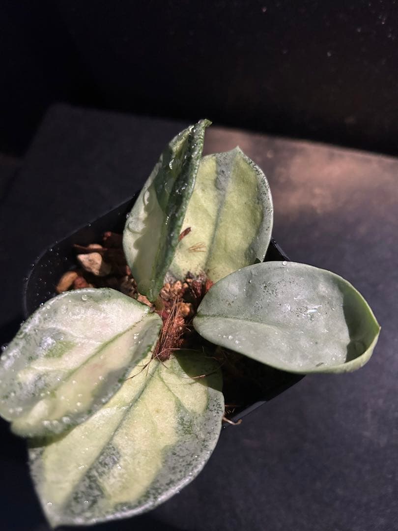 Hoya carnosa ‘Argentea Princess’