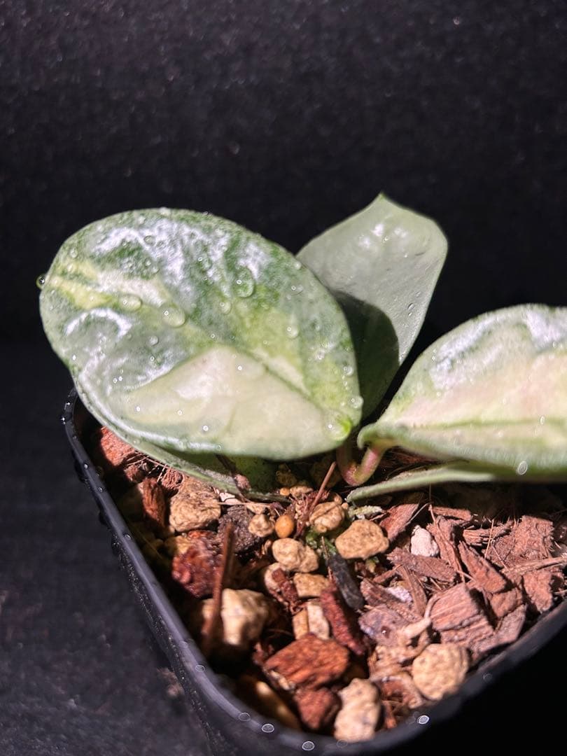 Hoya carnosa ‘Argentea Princess’