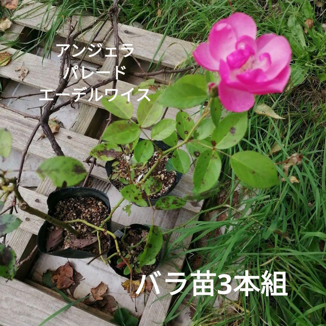 バラの挿し木苗　3本組　アンジェラ　エーデルワイス　パレード