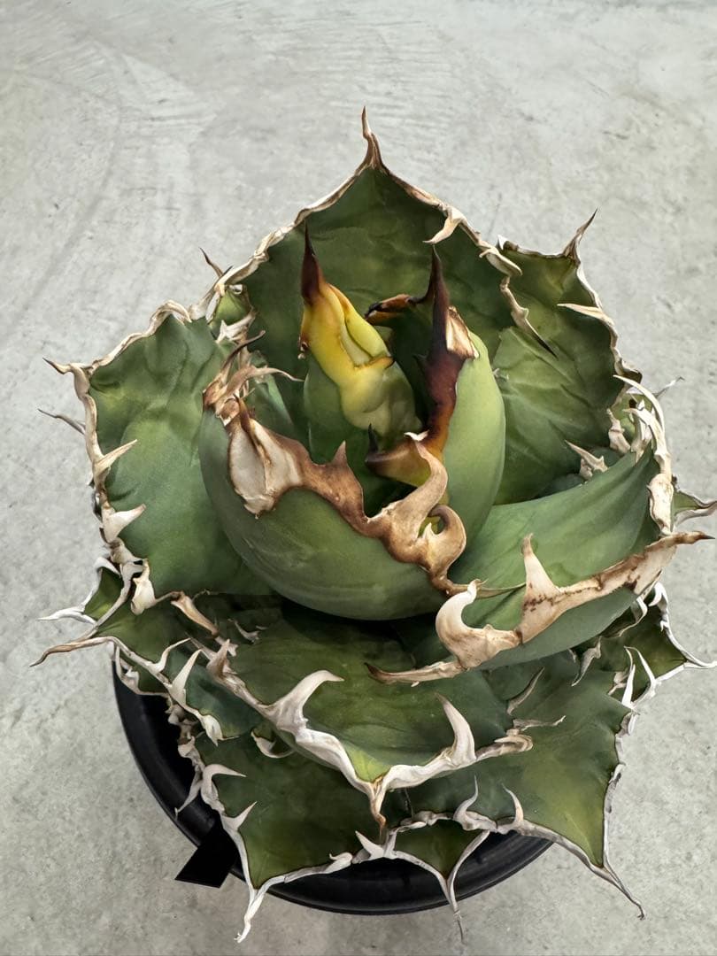 あのFO 親株　コレクション株　6号鉢　大株