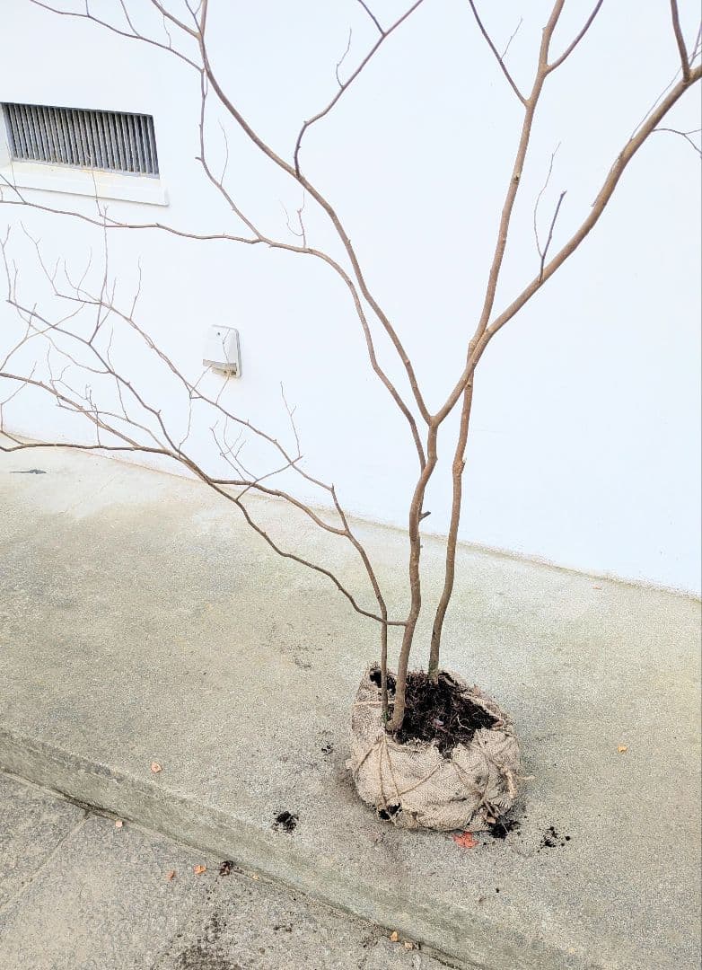 風情。山採りシロモジ。