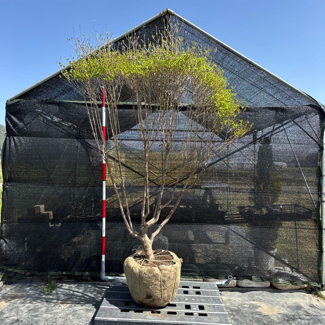 《お引き取り/本州配送可》特大株/ドウダンツツジ【現品限り】2-1