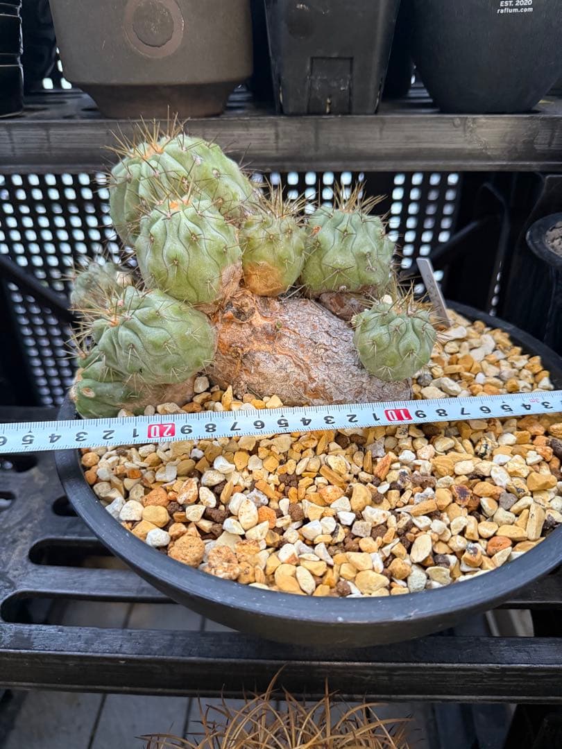 コピアポア　ギガンティア　群生　山木