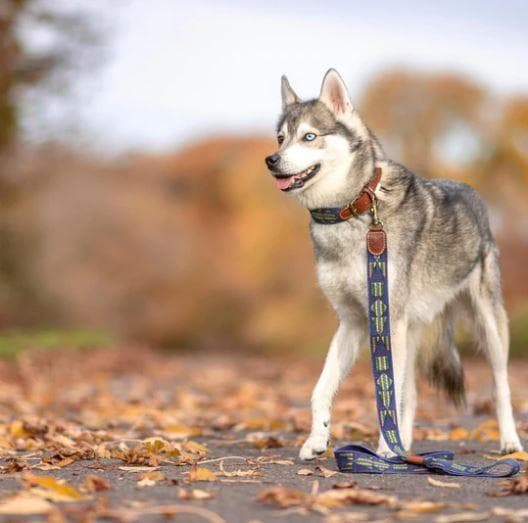 Etna Azul スペイン製 高級犬用リード（小型犬　中型犬）