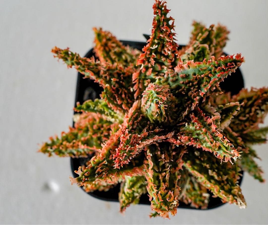 アロエハイブリッド　レッドタグ