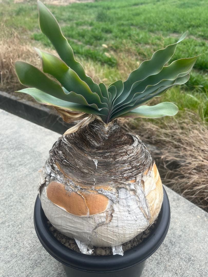 美株　ブーファン　ハエマンソイデス　鉢ごと発送　発根済