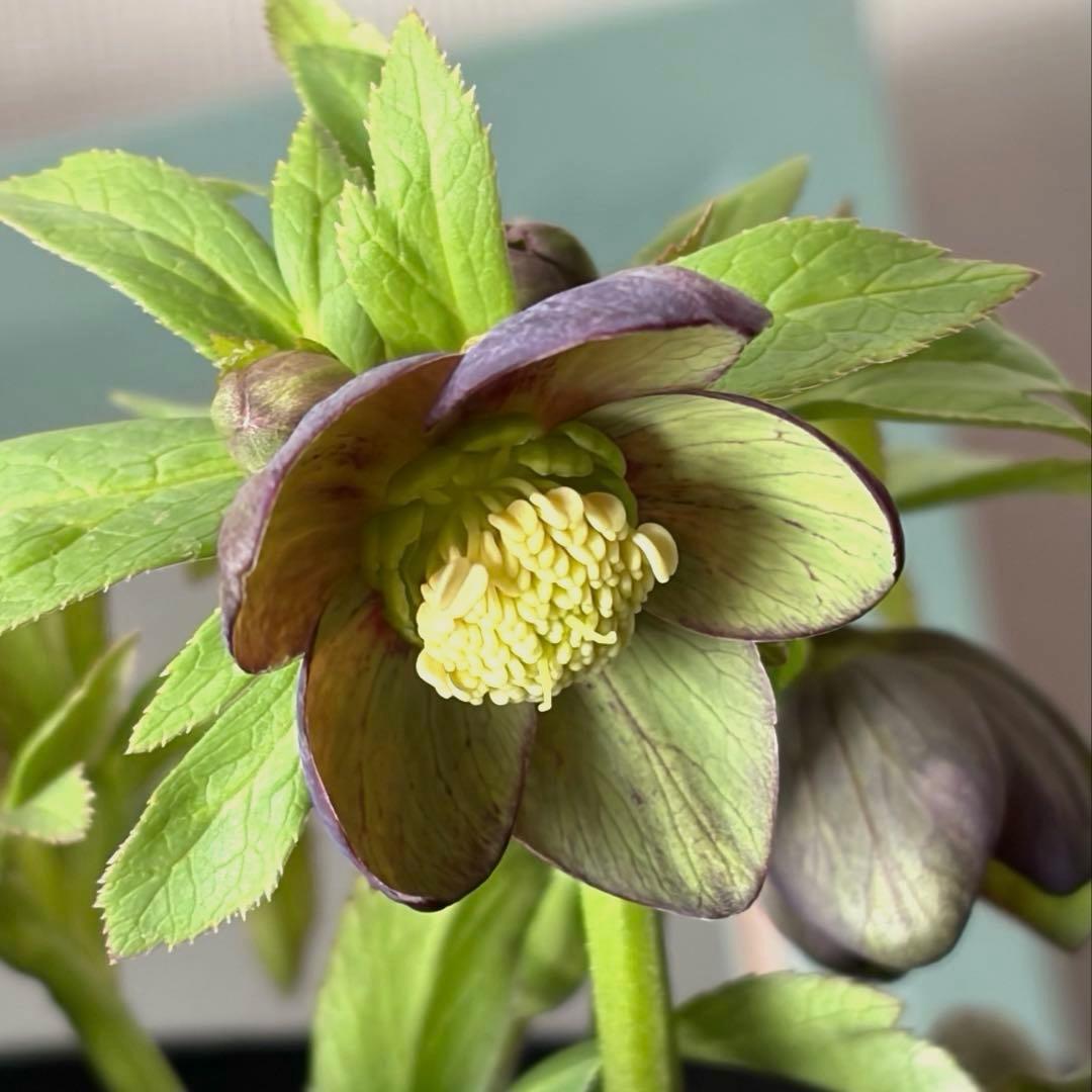 【広瀬園芸】原種交配　クリスマスローズ　トルカータス系ベインss《2/13》