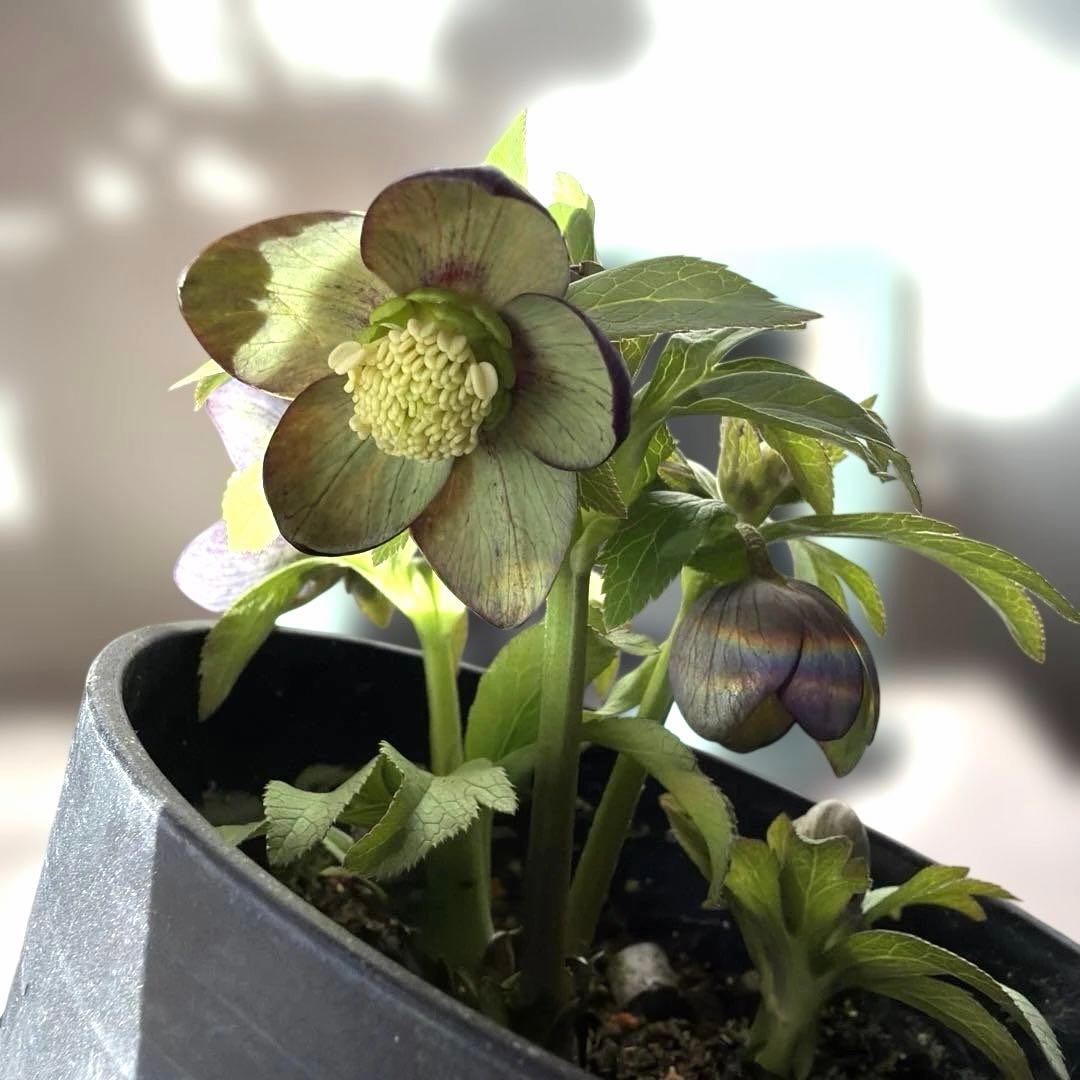 【広瀬園芸】原種交配　クリスマスローズ　トルカータス系ベインss《2/13》