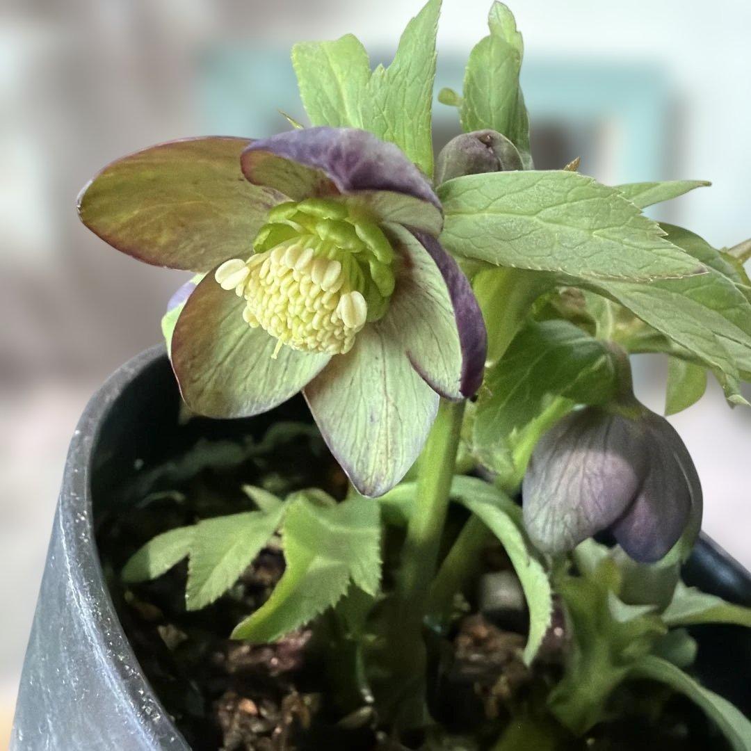 【広瀬園芸】原種交配　クリスマスローズ　トルカータス系ベインss《2/13》