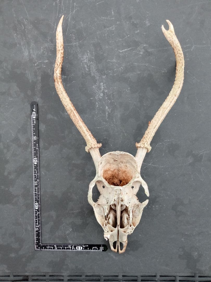 鹿の角　頭がい骨