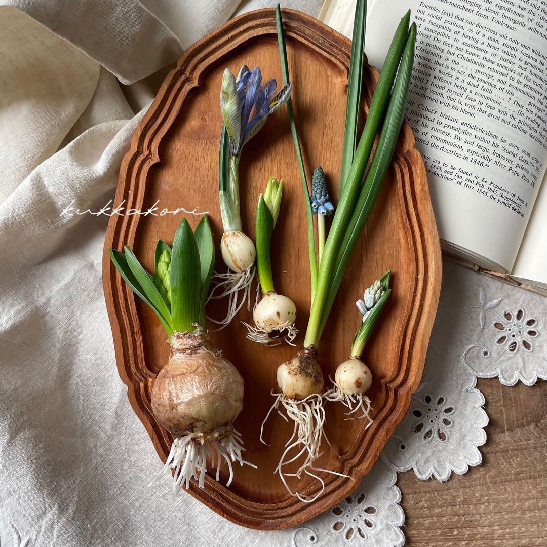 水耕栽培芽出し球根5種類セット