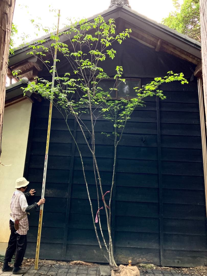 山採り　アオダモ　ヤマモミジ　混合株