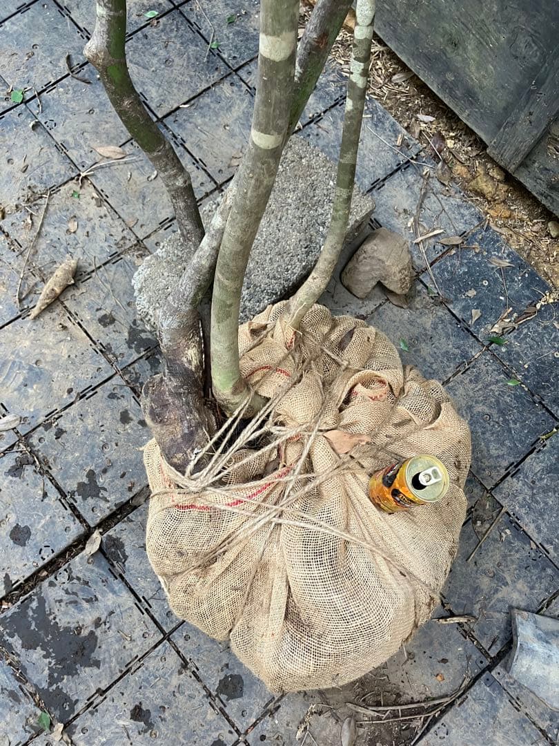 山採り　アオダモ　ヤマモミジ　混合株