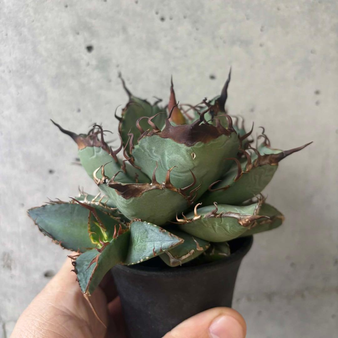 アガベ　オテロイ　実生　選抜　子株付き