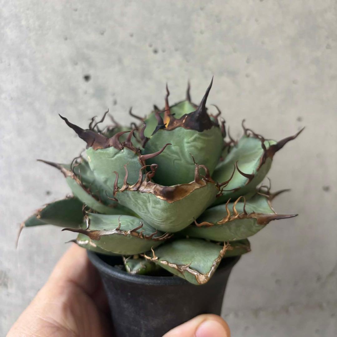 アガベ　オテロイ　実生　選抜　子株付き