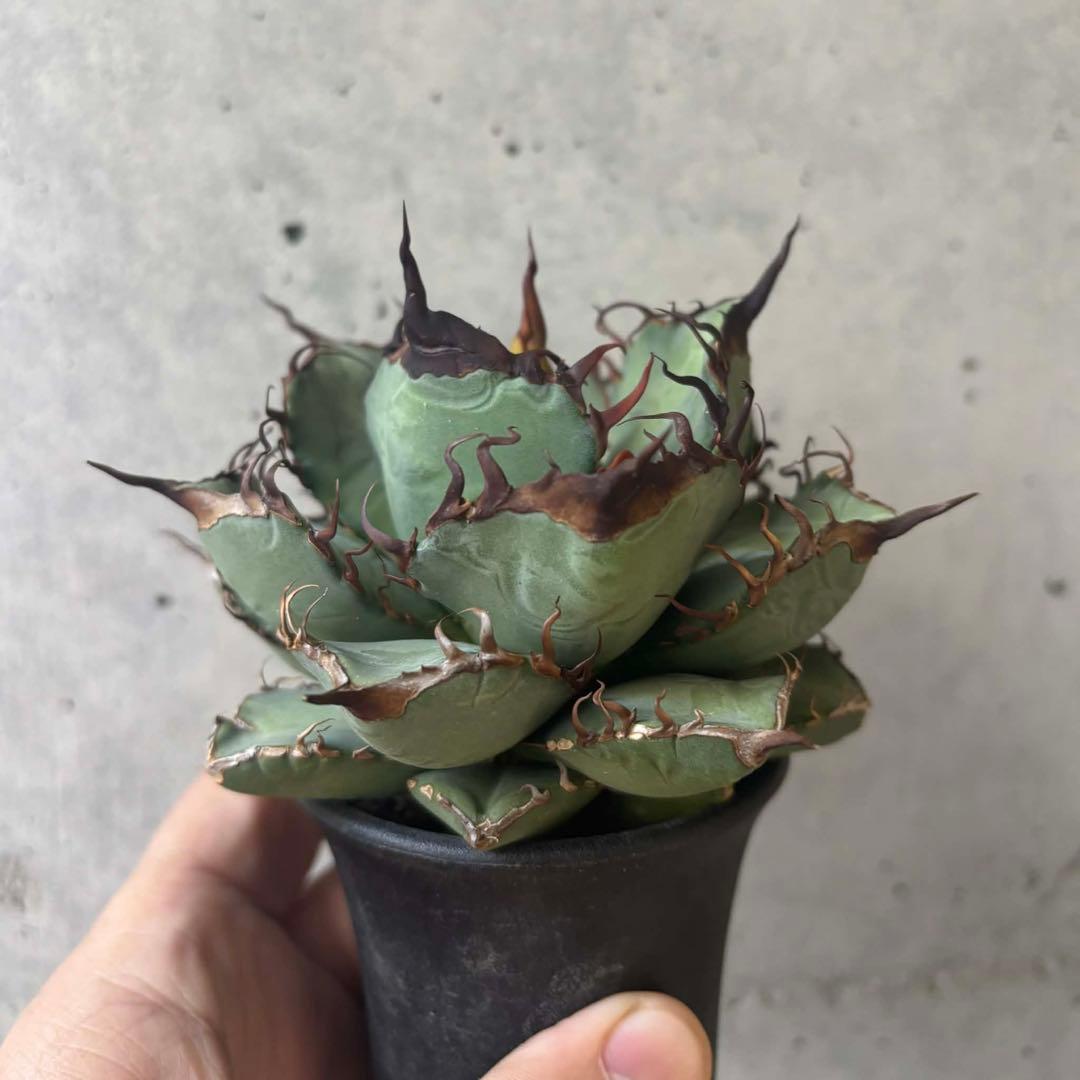 アガベ　オテロイ　実生　選抜　子株付き