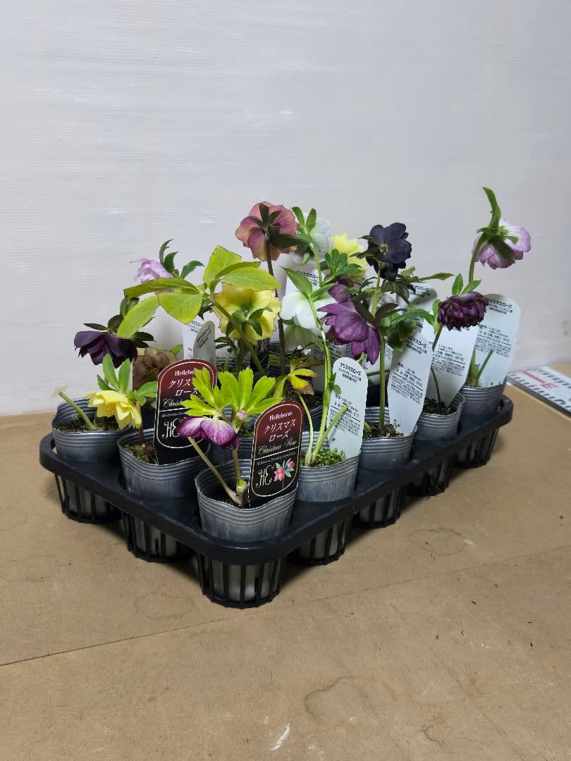 ☆クリスマスローズ☆MIXアソート☆１５ポットセット☆多弁☆ゴールド入り