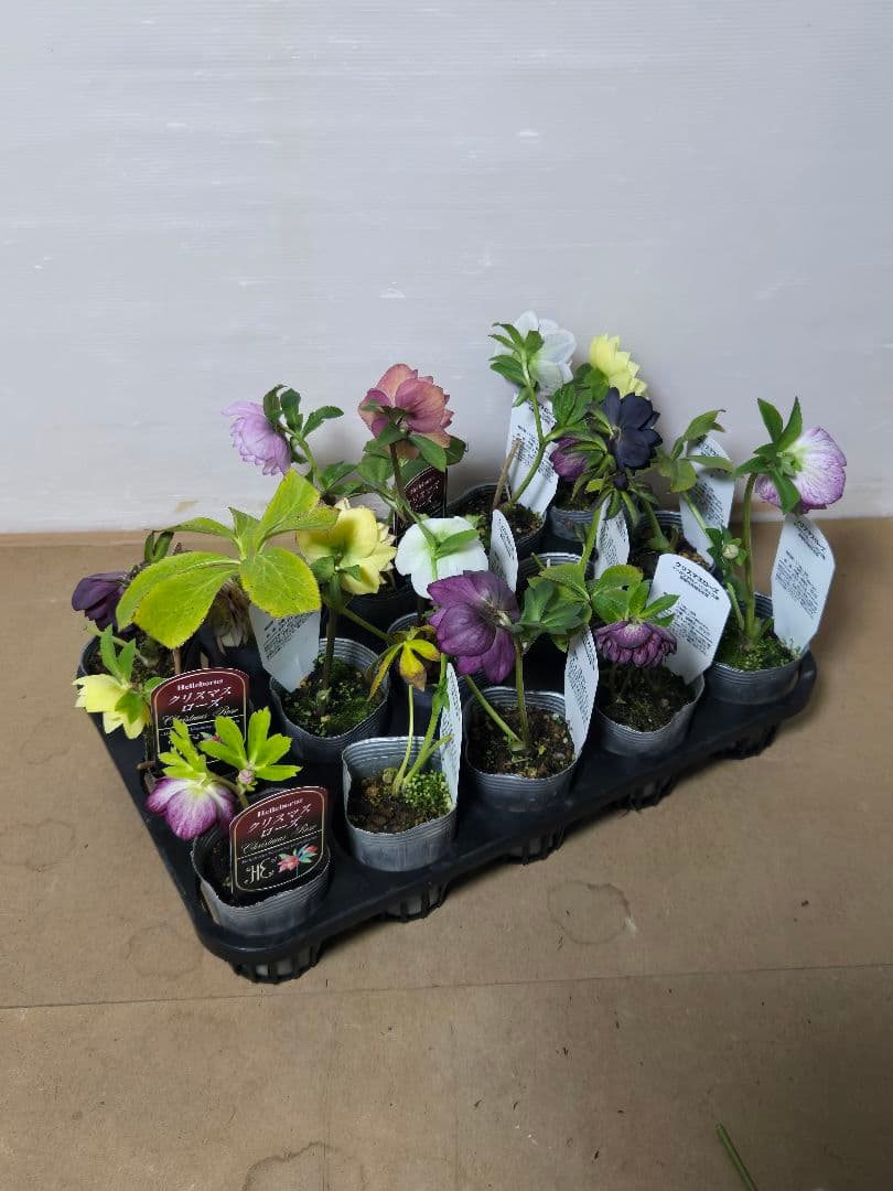 ☆クリスマスローズ☆MIXアソート☆１５ポットセット☆多弁☆ゴールド入り