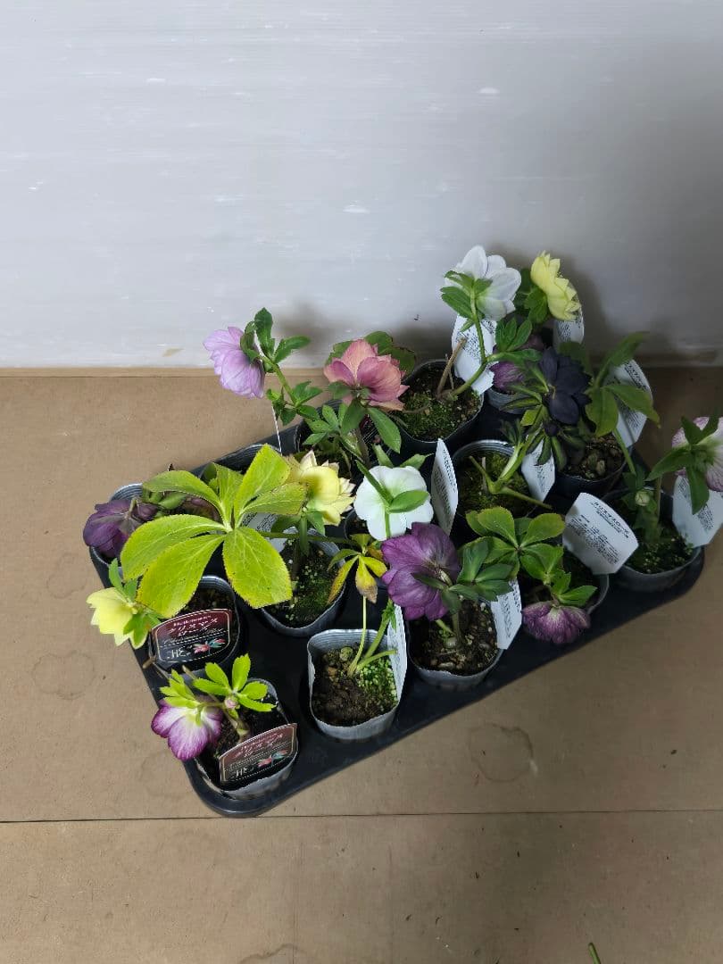 ☆クリスマスローズ☆MIXアソート☆１５ポットセット☆多弁☆ゴールド入り