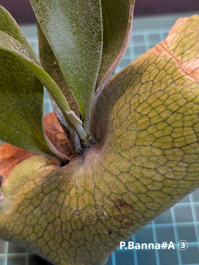 亮二 Platycerium OC 確認用