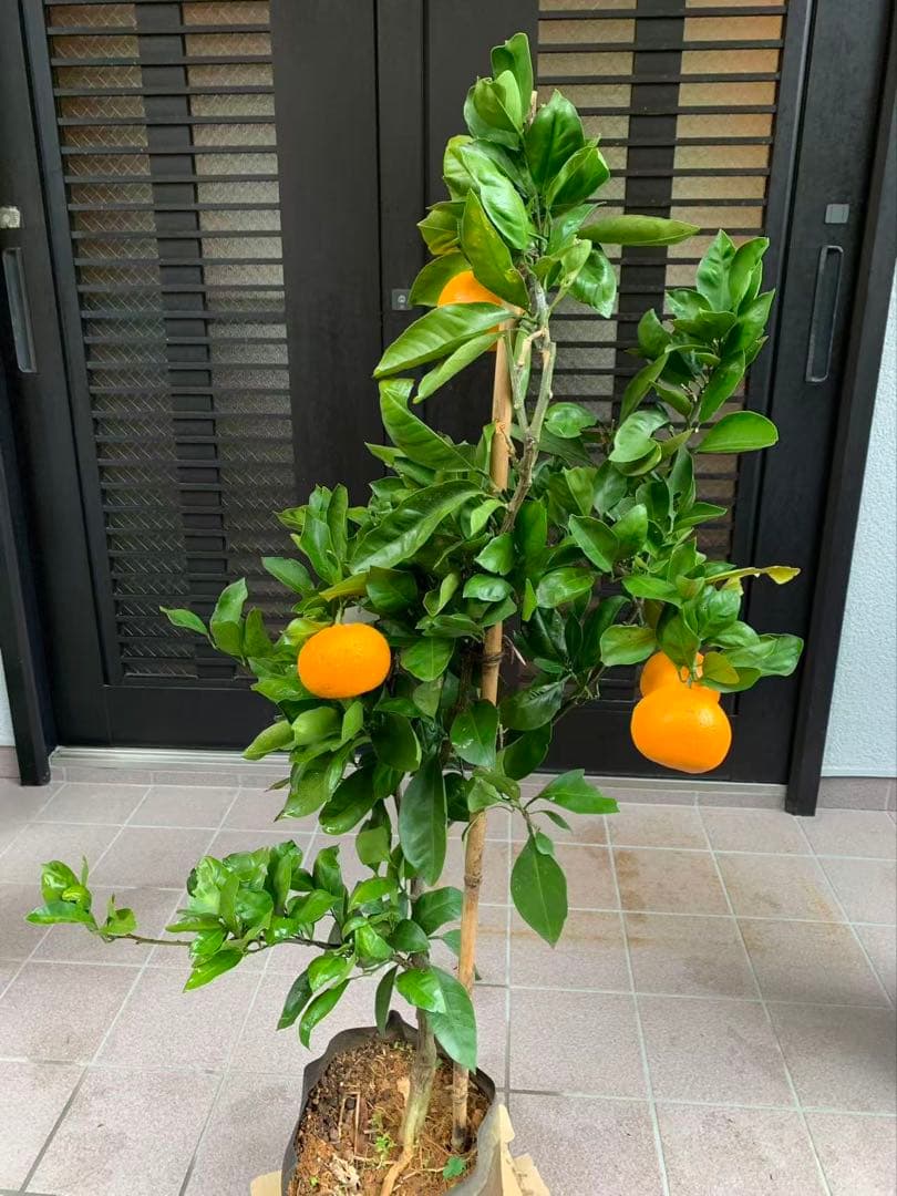 由良早生蜜柑苗木 特大株 果樹