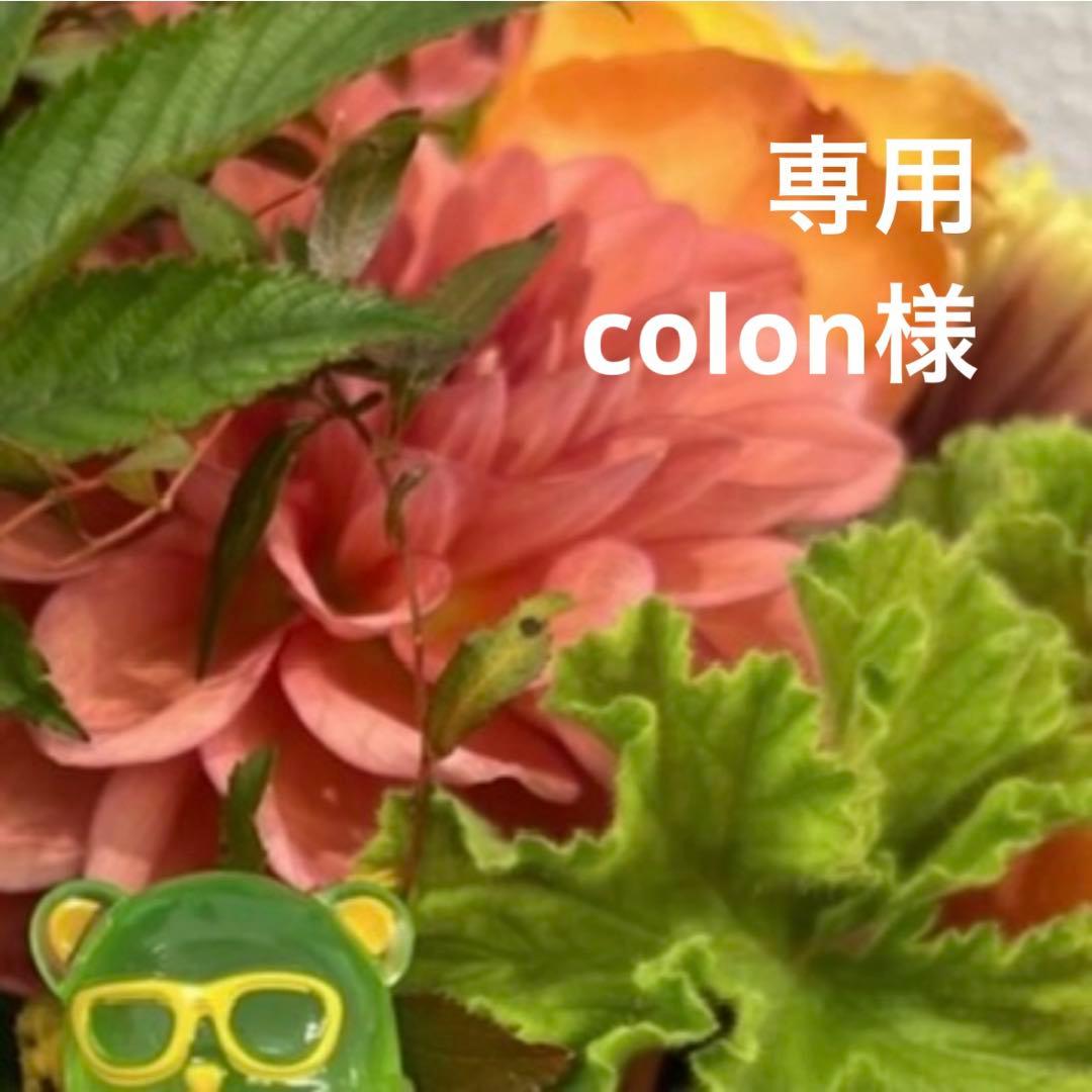 専用ページ colon様 作成中