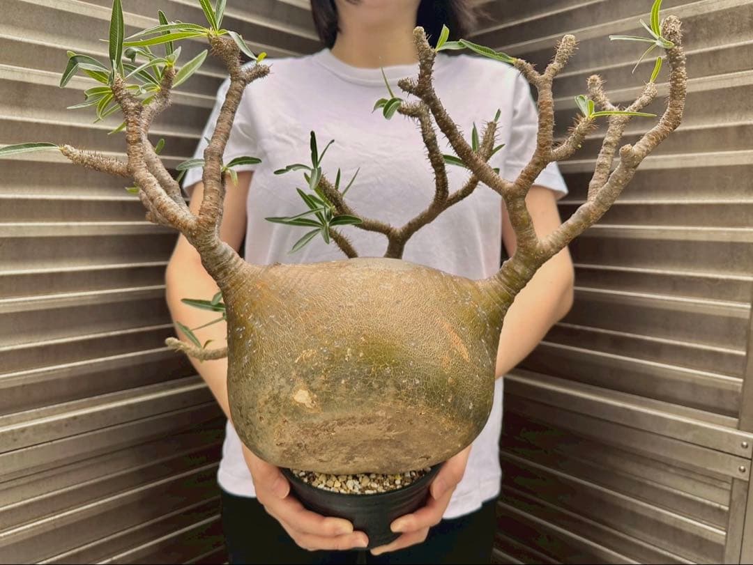 パキポディウム グラキリス 特大20cm コレクション 冬支度特価