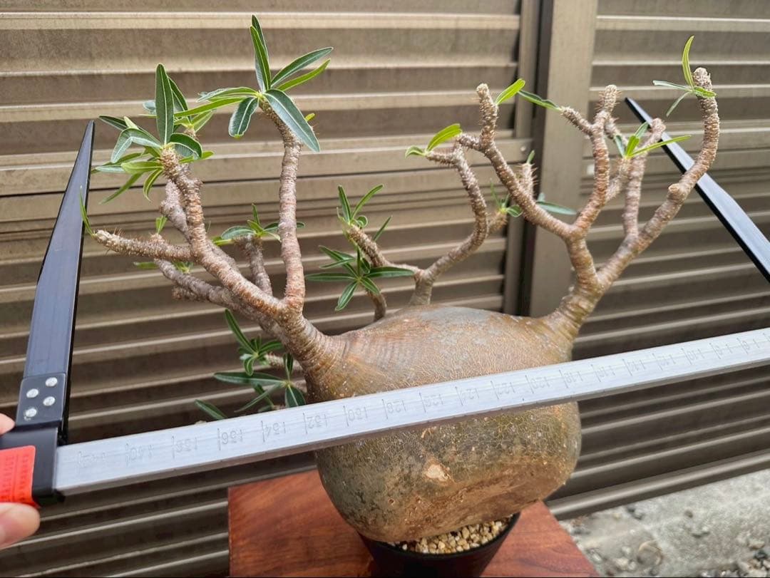 パキポディウム グラキリス 特大20cm コレクション 冬支度特価