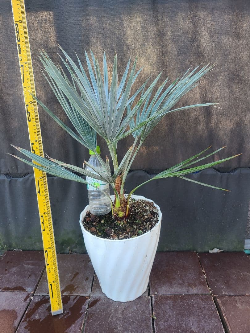 W3希少耐寒性ヤシ ブラヘア アルマータ(ドワーフ)タイプ 8号鉢実生6年生小葉