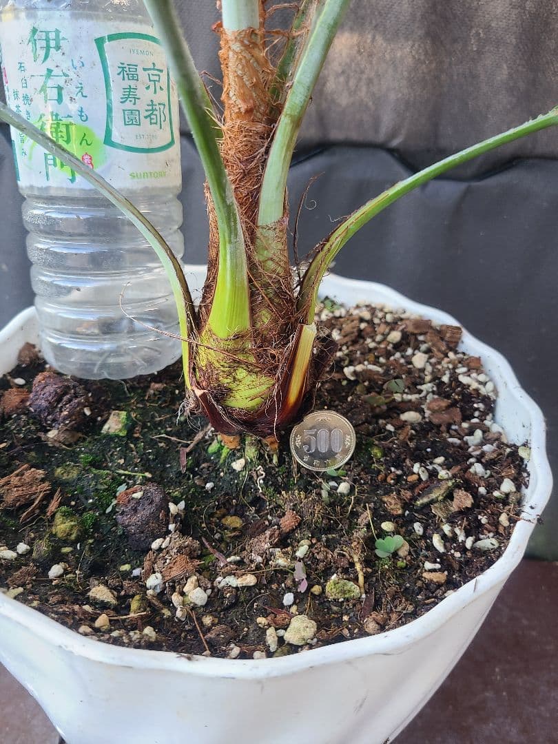 W3希少耐寒性ヤシ ブラヘア アルマータ(ドワーフ)タイプ 8号鉢実生6年生小葉