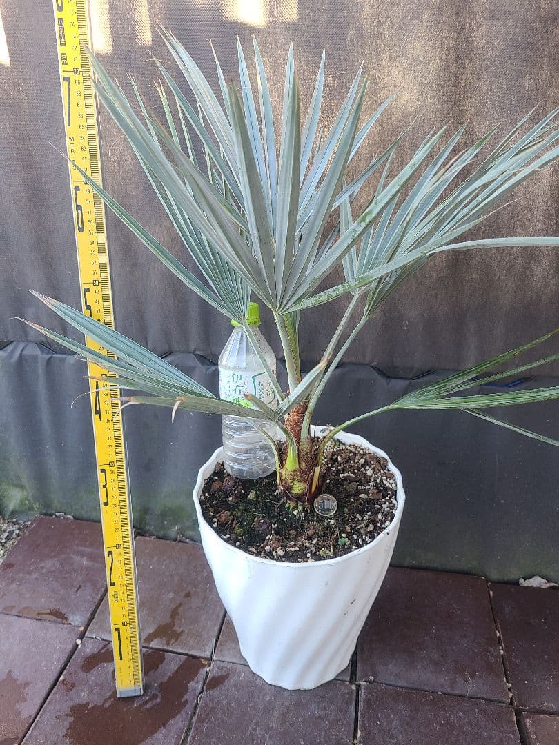 W3希少耐寒性ヤシ ブラヘア アルマータ(ドワーフ)タイプ 8号鉢実生6年生小葉