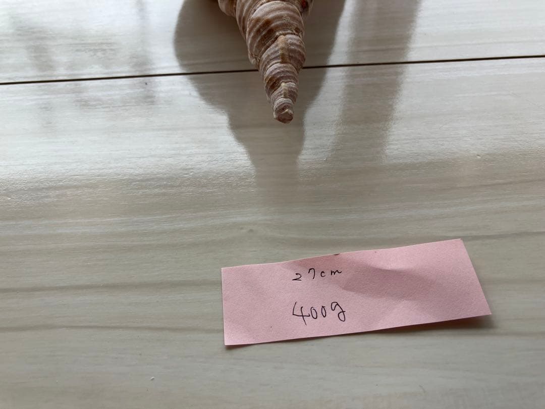 ホラ貝　法螺貝　３個