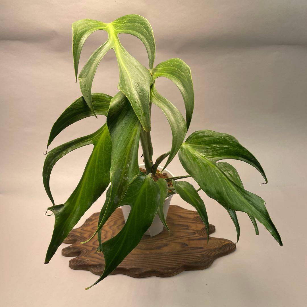 p*r様 L025モンステラ バールマルクスフレーム