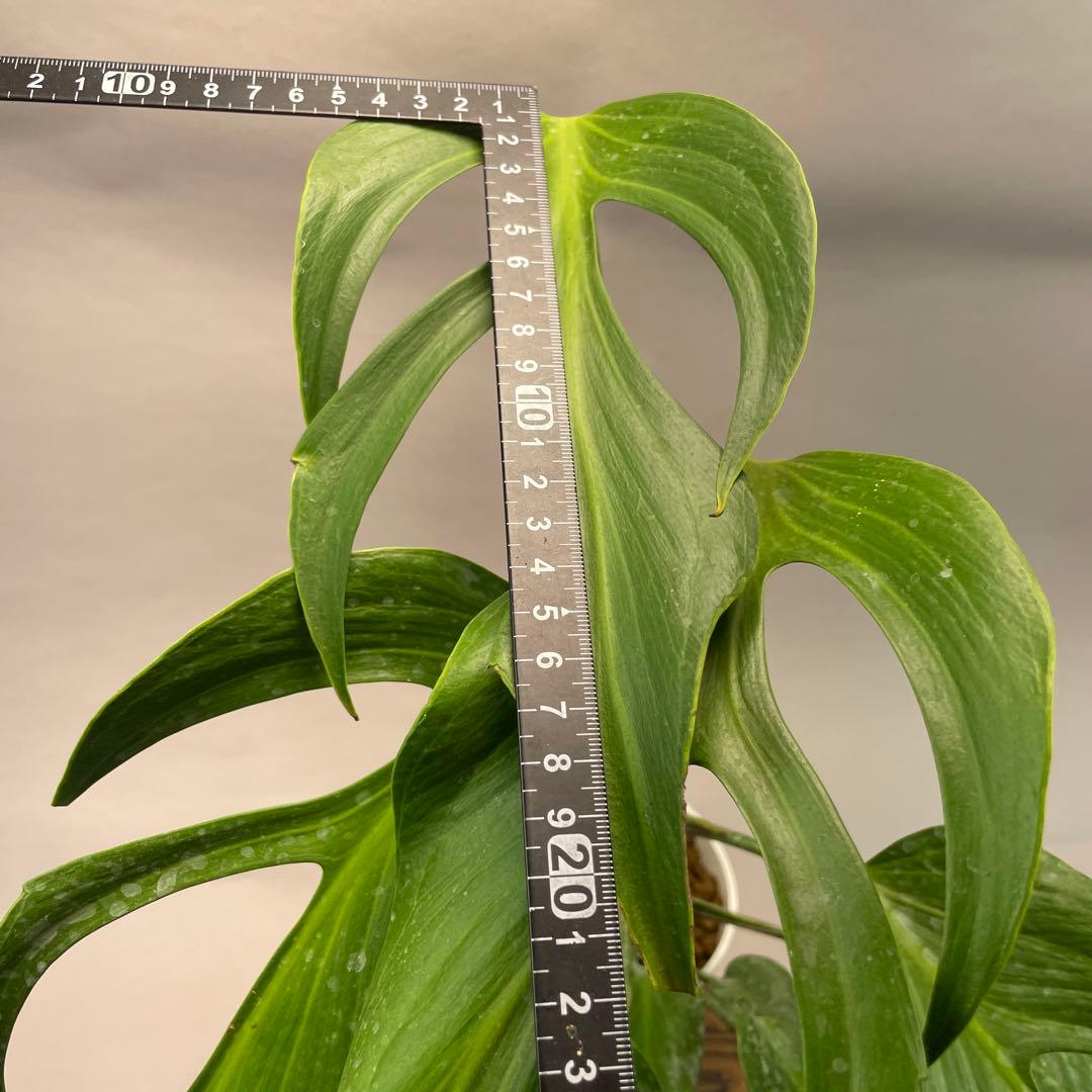 p*r様 L025モンステラ バールマルクスフレーム