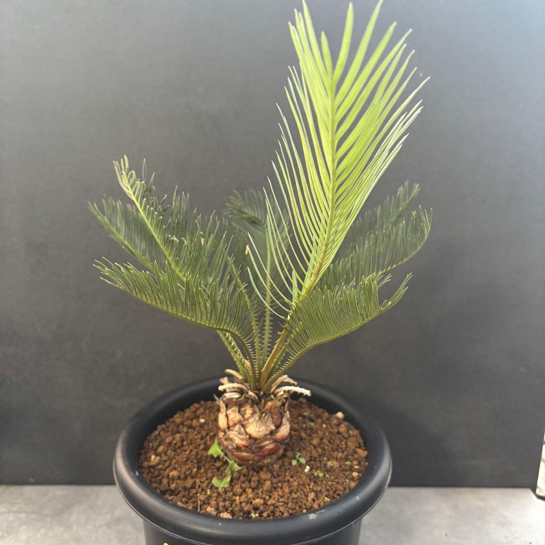 ②サイカス・カイルンシアナ Cycas cairnsiana 美形