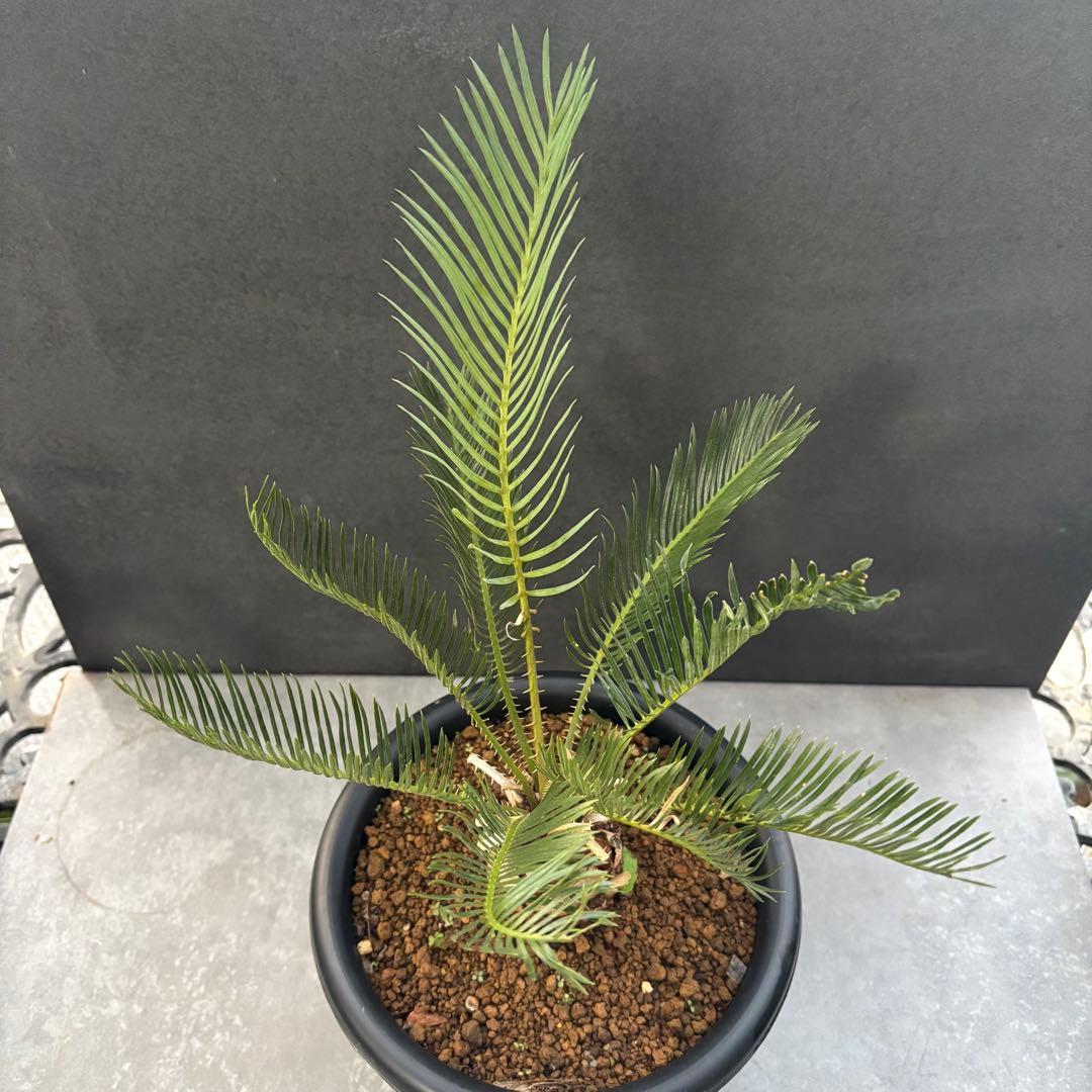 ②サイカス・カイルンシアナ Cycas cairnsiana 美形
