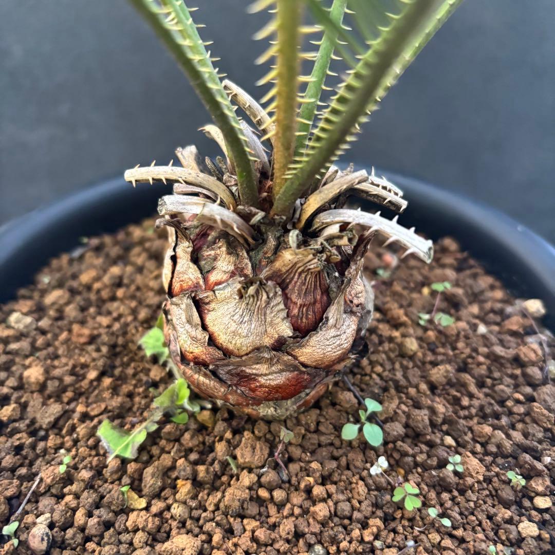 ②サイカス・カイルンシアナ Cycas cairnsiana 美形