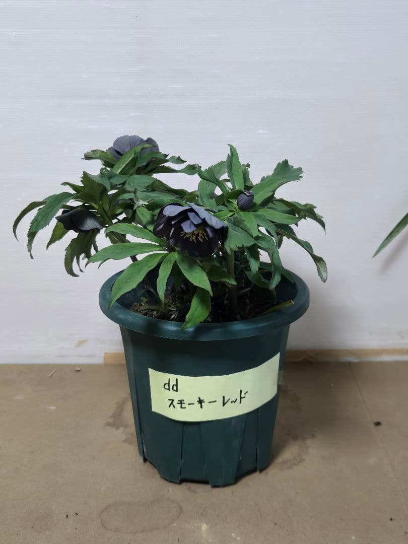 ☆クリスマスローズ☆スモーキーレッド☆6号鉢☆