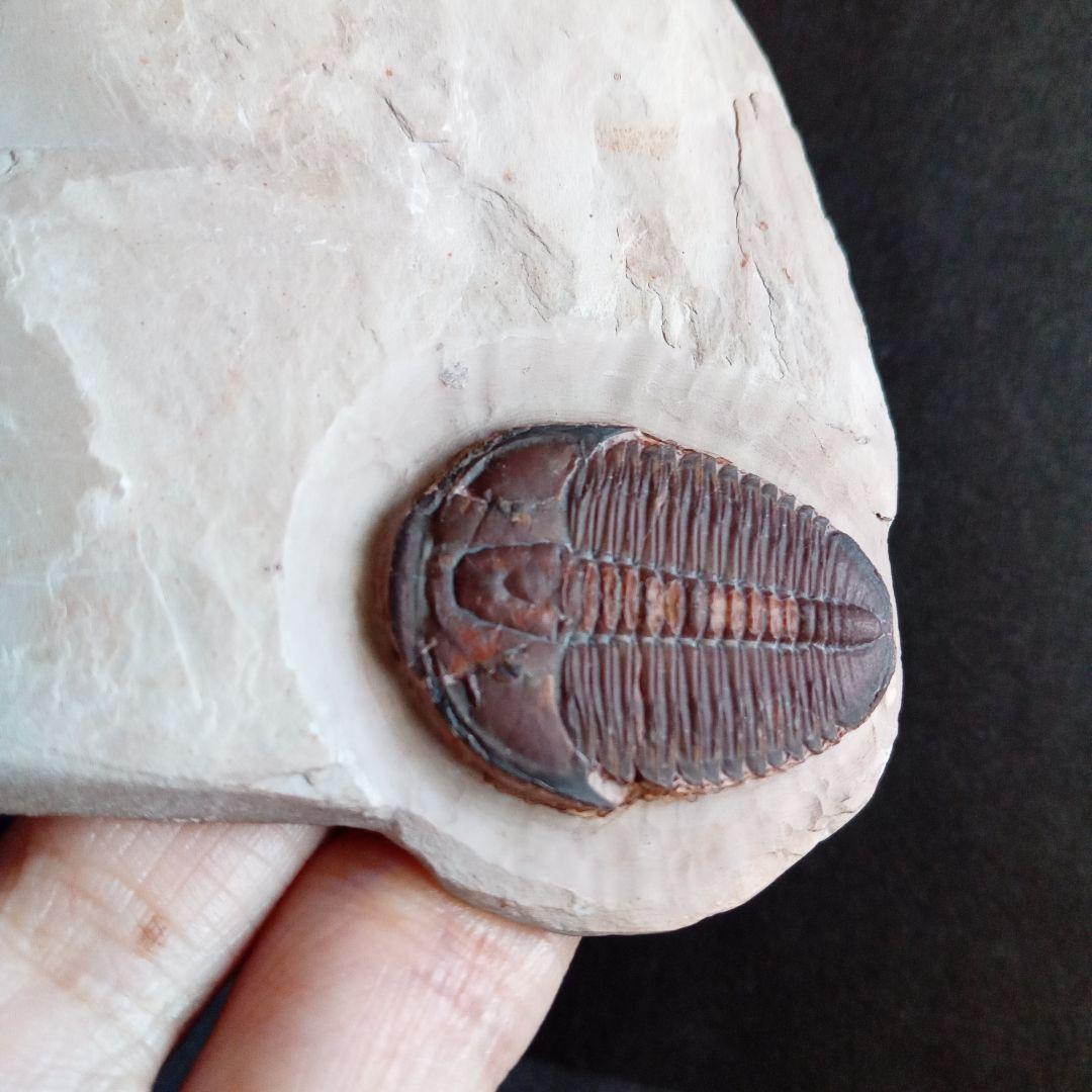 三葉虫　エルラシア　レッド　特大　33mm　ＵＳＡ　完全体　極美麗　極めて希少