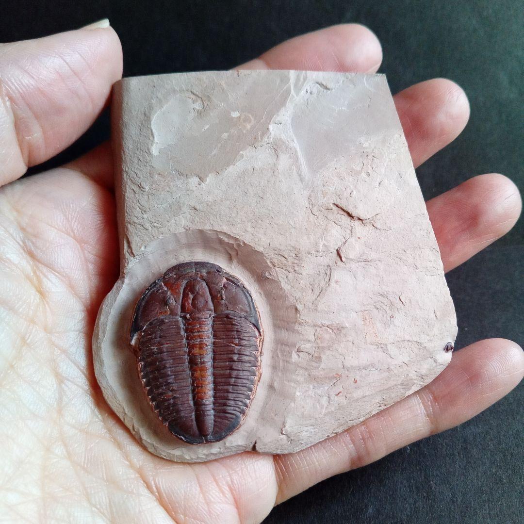 三葉虫　エルラシア　レッド　特大　33mm　ＵＳＡ　完全体　極美麗　極めて希少