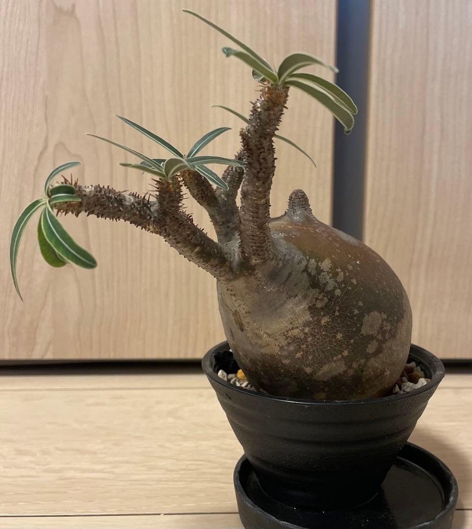 塊根植物 パキポディウム　グラキリス　緑肌　現地球　現地株　発根済み　緑肌